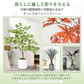 フェイクグリーン 「カラテア・セトサ」 観葉植物 大型 人工観葉植物 リアル フェイク グリーン インテリア 飾り用 撮影用 部屋飾り 造花 お祝い プレゼント おしゃれ