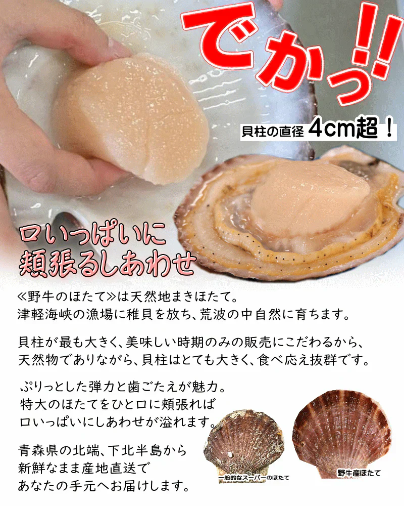 8月中旬まで限定販売　青森県野牛産　活ほたて　大サイズ3キロ　むきへら付き