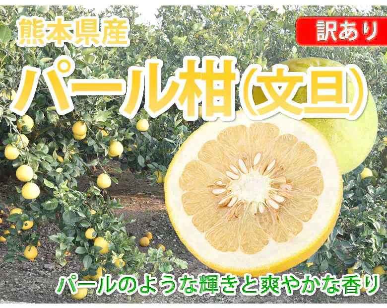 パール柑 10kg 箱込 (内容量9kg+不良果補償分500g) 文旦 みかん 送料無料 訳あり 無選別サイズ混合 熊本県産 グレープフルーツ 蜜柑