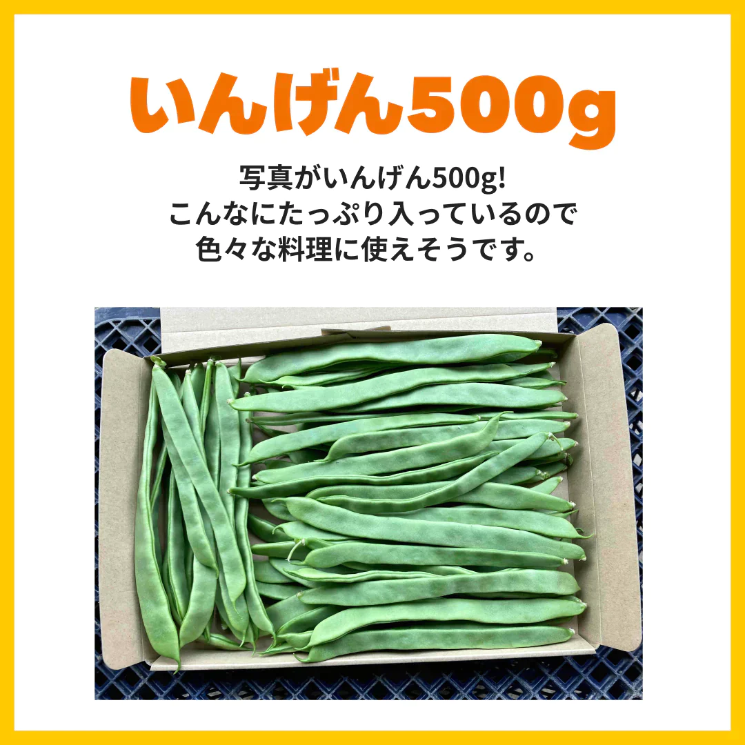 〔合計2kg〕野菜セット (ジャンボいんげん500g+ズッキーニ500g(2本)＋さつまいも(1kg3-5本) 鹿児島県産