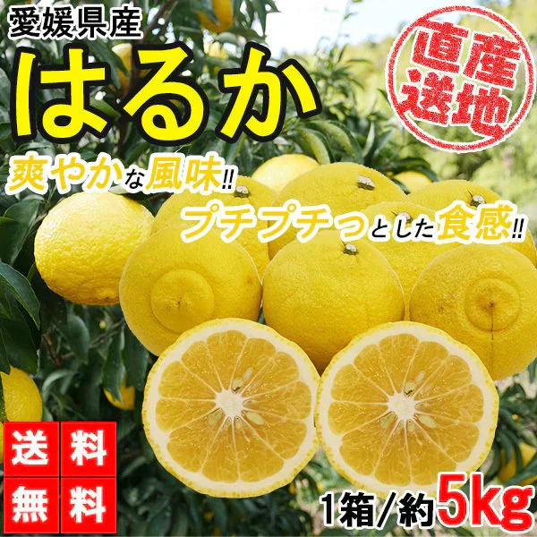 はるか みかん 5kg ご家庭用 箱買い サイズミックス 柑橘 フルーツ 果物 産地直送 愛媛県産 YDF-004