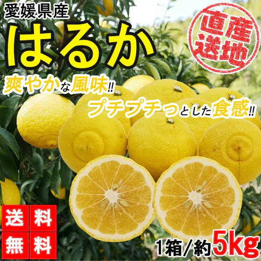 はるか みかん 5kg ご家庭用 箱買い サイズミックス 柑橘 フルーツ 果物 産地直送 愛媛県産 YDF-004