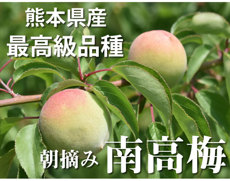 【6月上旬～中旬頃より順次出荷】南高梅 梅 送料無料 秀品 1.5kg クール便でお届け 熊本県産 最高級品種 ウメ 梅酒 フルーツ