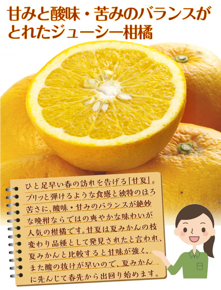 みかん　大分産　甘夏　1.5kg　ご家庭用（発送予定：2025年3月下旬より）