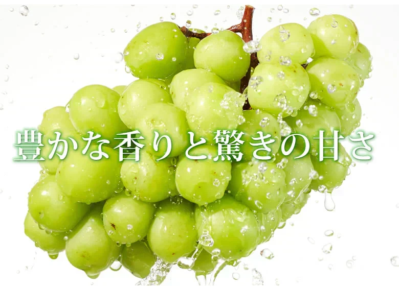 シャインマスカット ぶどう 送料無料 2kg 3〜5房 九州産 マスカット 葡萄 ブドウ