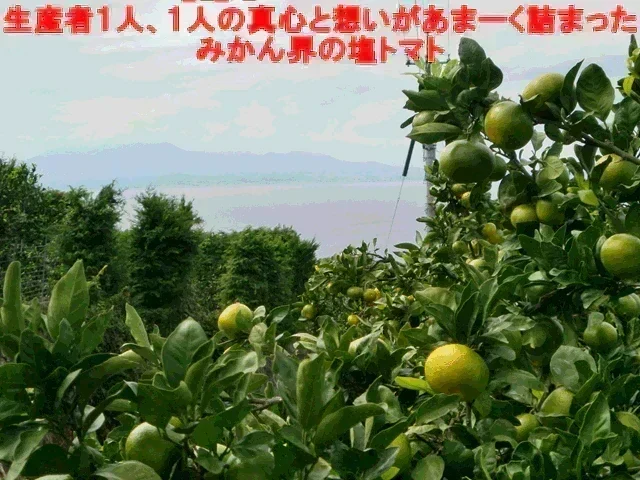 【11月上旬頃～12下旬頃順次発送】しおみかん  5kg みかん 熊本産 訳あり ご家庭用 80サイズ