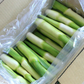 岡山県里庄産 無農薬栽培 マコモタケ（まこもたけ）生 3kg Mサイズ 〈期間限定：9月～11月中旬〉【送料込み】