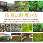 【8月中旬～9月上旬頃発送】白山 だだちゃ豆 1kg 枝豆 えだまめ まめ マメ 生豆