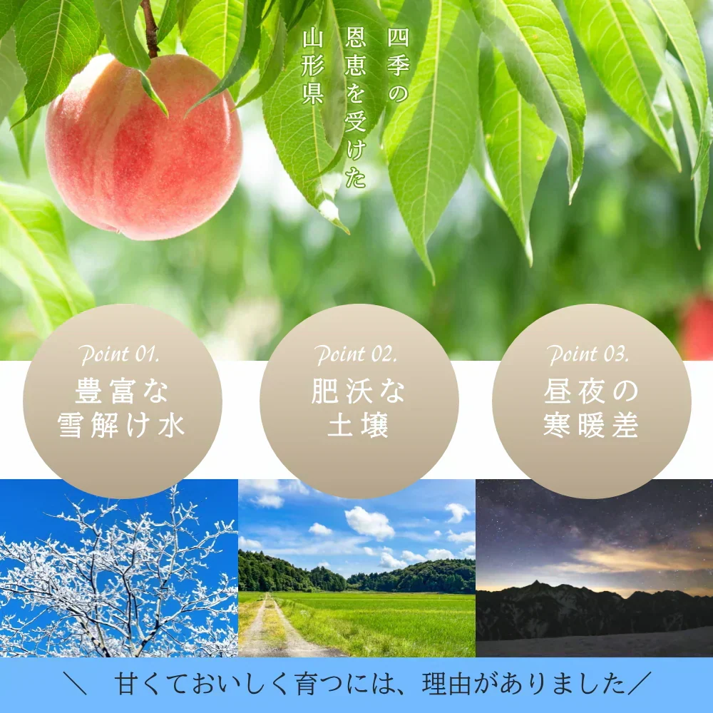 【8月中旬頃-9月中旬頃ご注文受付順次】白桃 約3kg 8-12玉前後 もも モモ 桃 ピーチ 山形産 お中元 ギフト 贈答