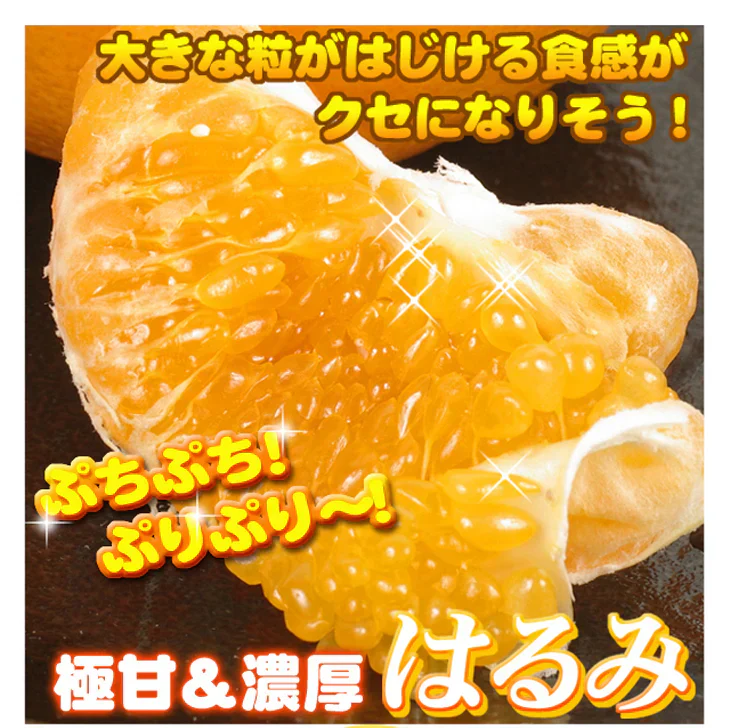 みかん　大分産　はるみ　1.5kg　ご家庭用（発送予定：2025年3月中旬より）
