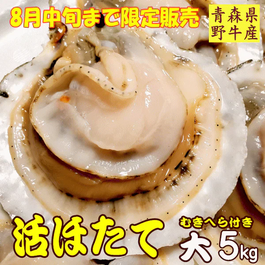 8月中旬まで限定販売　青森県野牛産　活ほたて　大サイズ　5キロ　むきへら付き