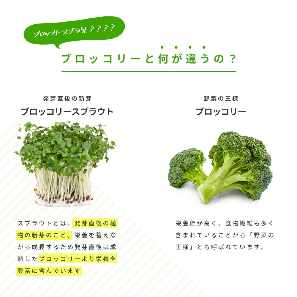 ブロッコリースプラウト《約1ヶ月分》 サプリ サプリメント 健康 女性 ダイエット スルフォラファン スーパーフード ブロッコリー スプラウト すっきり 栄養補給