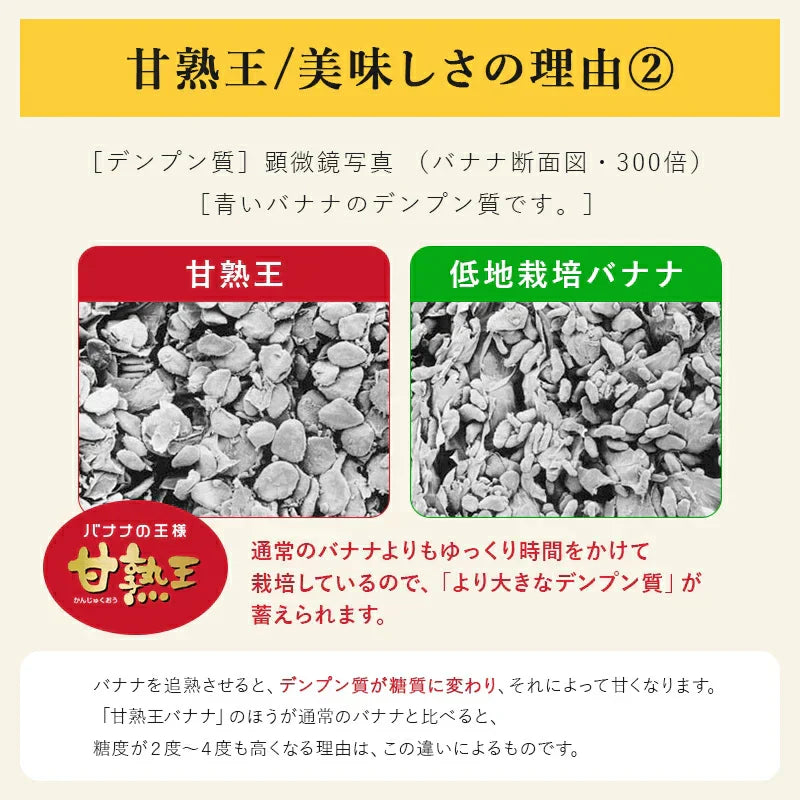 【バナナの王様！】完熟王 バナナ 2kg (約8-15本) ※1.5kg +500g保証分 朝食 おやつ