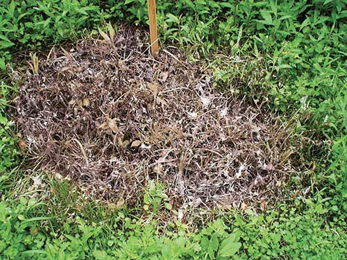 2個セット 除草剤 強力 業務用 1kg 粉末 顆粒 ネコソギ 根枯らし剤 安全 最強 速効 芝生 ゴルフ場 駐車場 お墓 墓参り ペット 雑草対策 / 根こそぎ 枯れ～る～