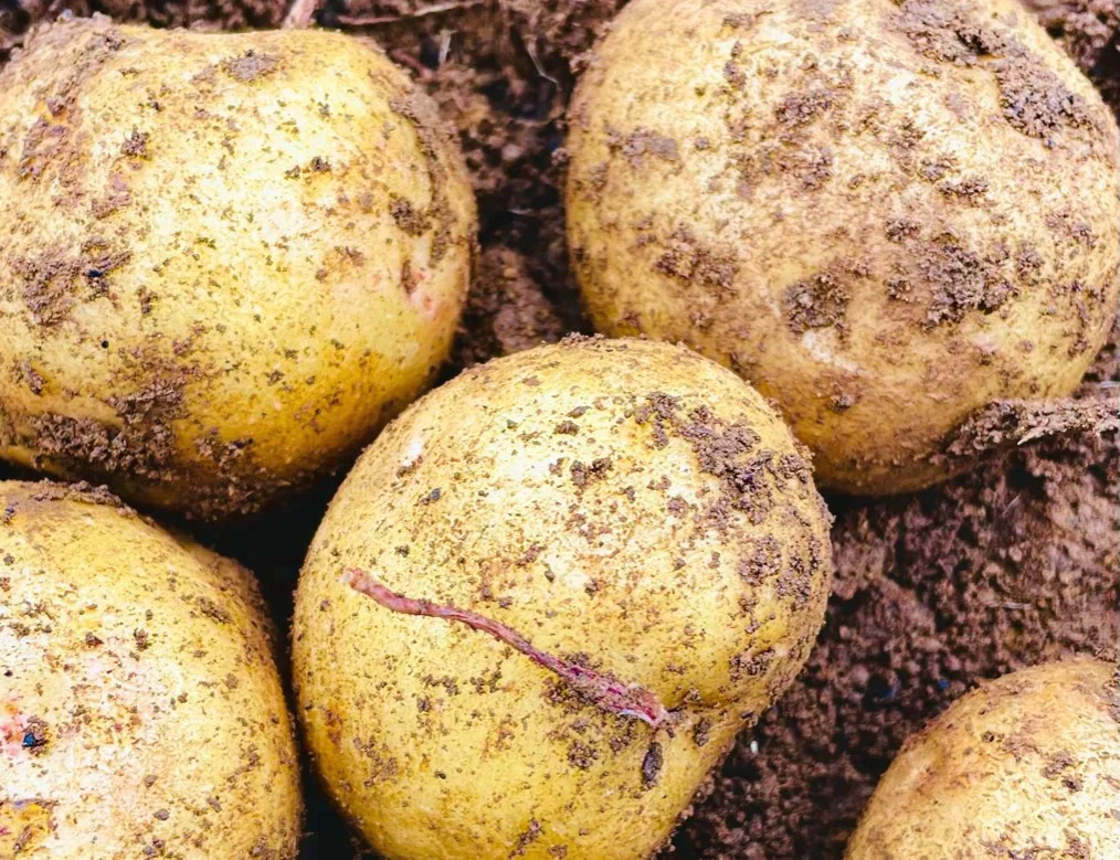 期間限定販売　北海道きたあかり新じゃが10キロ