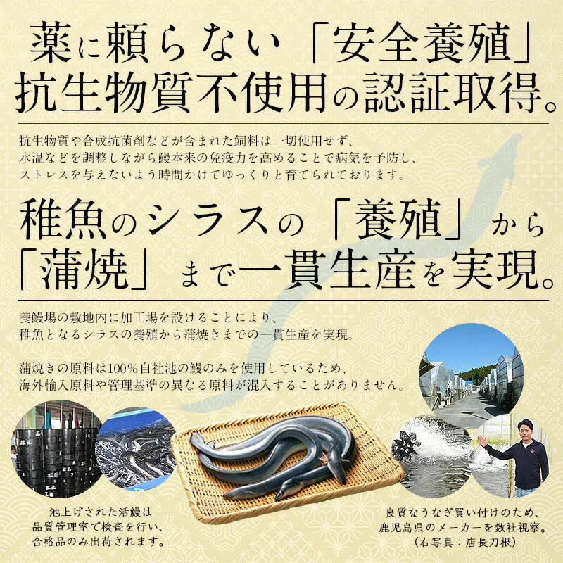 うなぎ 鰻 ウナギ 蒲焼き 国産 無頭 蒲焼 鰻の蒲焼 大サイズ 165g前後×2尾 国産鰻 化粧箱 うなぎ蒲焼き 送料無料 うなぎの蒲焼 国産うなぎ 鰻蒲焼 国産うなぎ蒲焼 食品 贈り物 記念日 おすすめ食品 母の日 プレゼント ギフト 健康 実用的 父の日