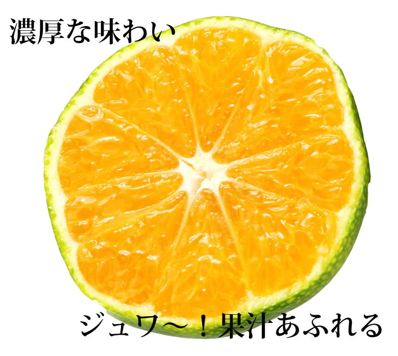 みかん 訳あり 送料無料 2kg 熊本みかん 熊本県産 極早生みかん 蜜柑 ミカン