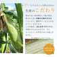 【6月上旬発送】ピュアホワイト 約2キロ 5-8本入り 香川産 朝採り