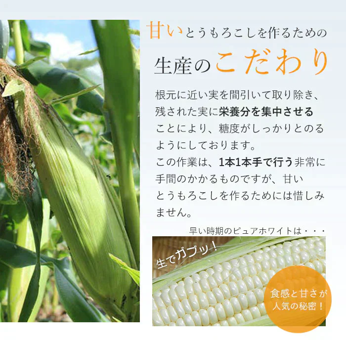 【6月上旬発送】ピュアホワイト 約2キロ 5-8本入り 香川産 朝採り