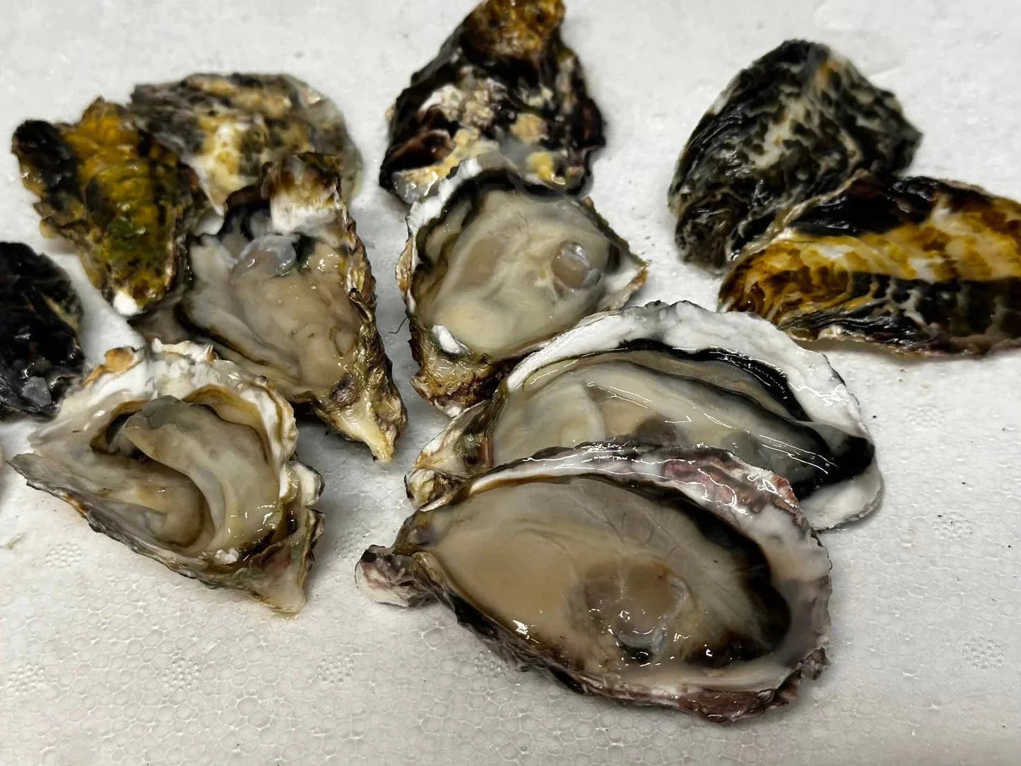 【生食OK】兵庫県産 殻付き牡蠣 冷凍 5kg 約100殻/冷凍クール便