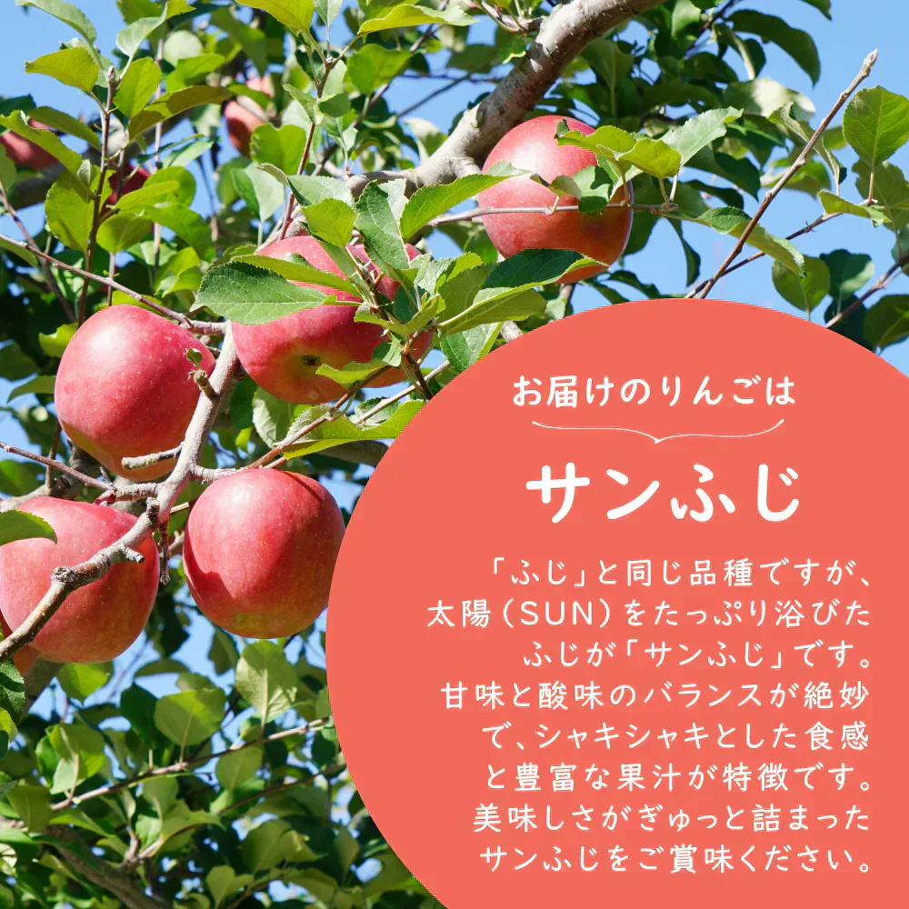 【2月中旬頃-3月下旬ご注文順次発送開始】訳あり りんご 約5kg バラ詰め サンふじ ふじ 青森産 林檎 リンゴ ふじ フジ