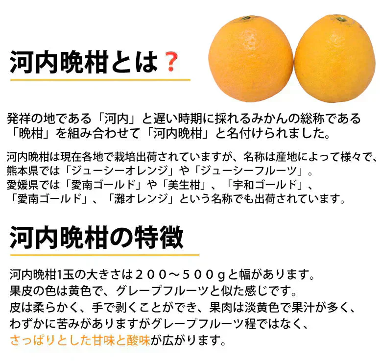 河内晩柑 みかん 送料無料 訳あり 10kg 箱込 (内容量9kg+不良果補償分500g) S～3L 和製グレープフルーツ お取り寄せ 晩柑 熊本県産 美生柑 フルーツ