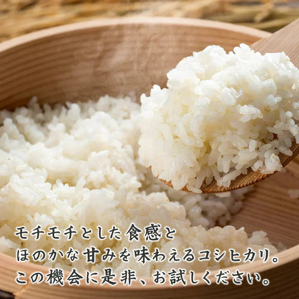 【白米】 令和7年産 丹波産 コシヒカリ 10kg(5kg×2袋) [丹波産コシヒカリ100％] 兵庫県産 単一原料米 送料無料 精米工場からの直送品