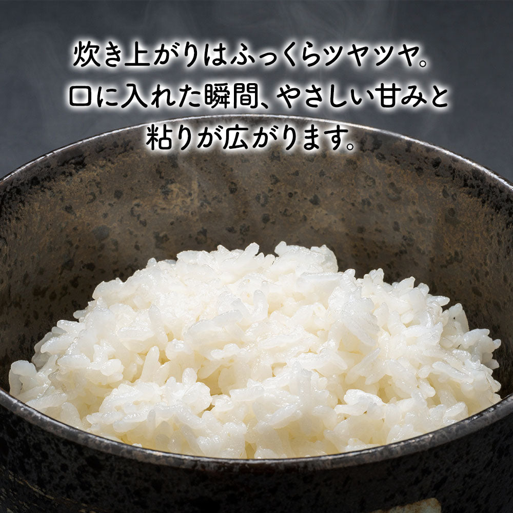 米 5kg 雪若丸 精米 山形県産 送料無料 令和6年産 ギフト 単一原料米 ブランド米 こめ コメ 白米 産地直送 kkb-005