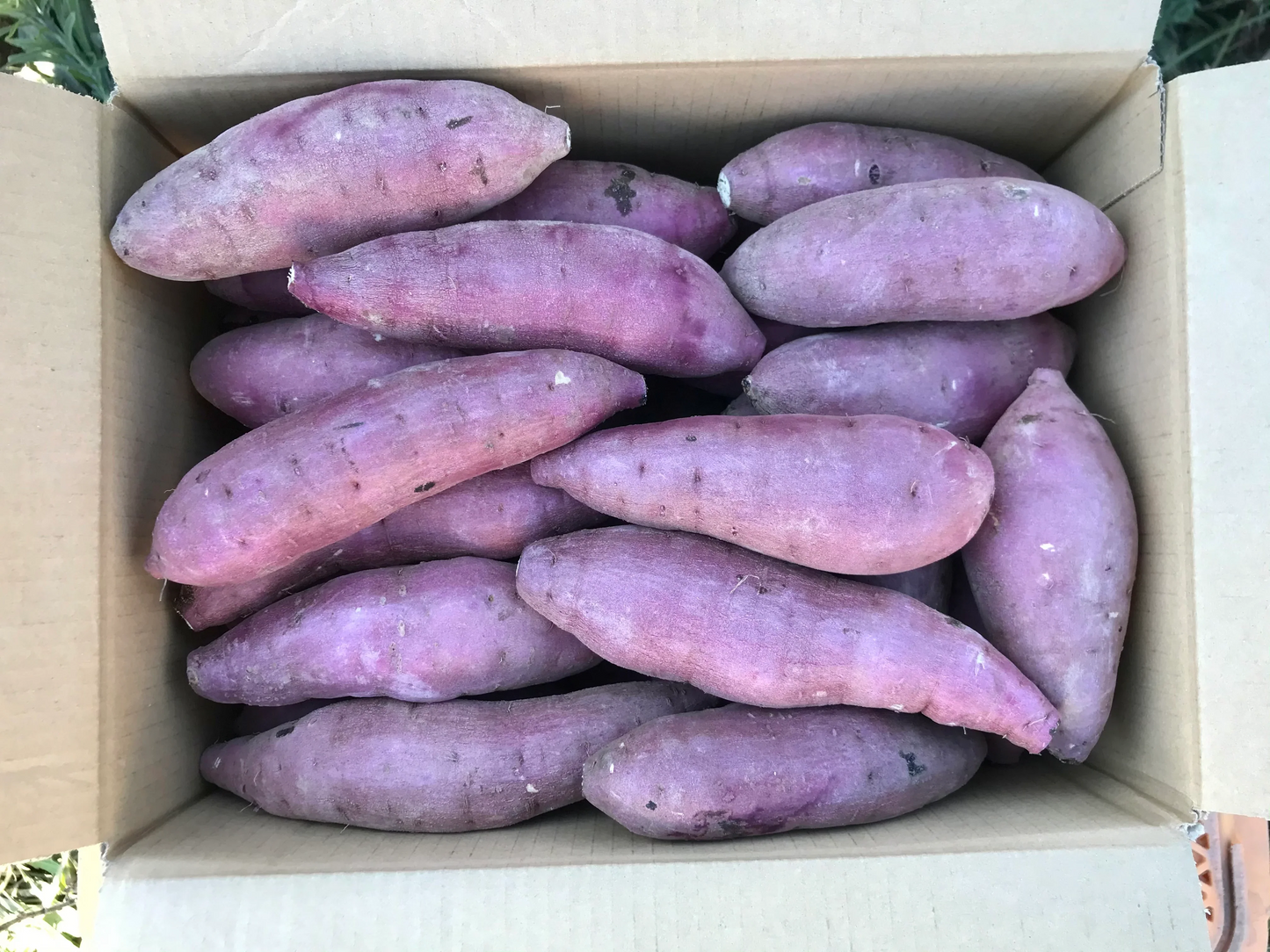 【鹿児島産】甘塩サツマイモ箱込み5キロ^_^