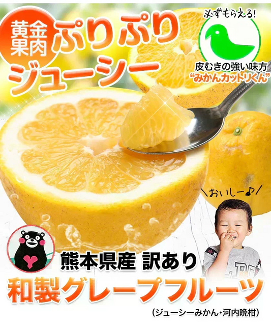 河内晩柑 送料無料 1.5kg 和製 グレープフルーツ 旬 の フルーツ 果物 みかん 訳あり 夏文旦 晩柑 宇和ゴールド ジューシーみかん 熊本県産 《1-5営業日以内に発送予定(土日祝日除く)》