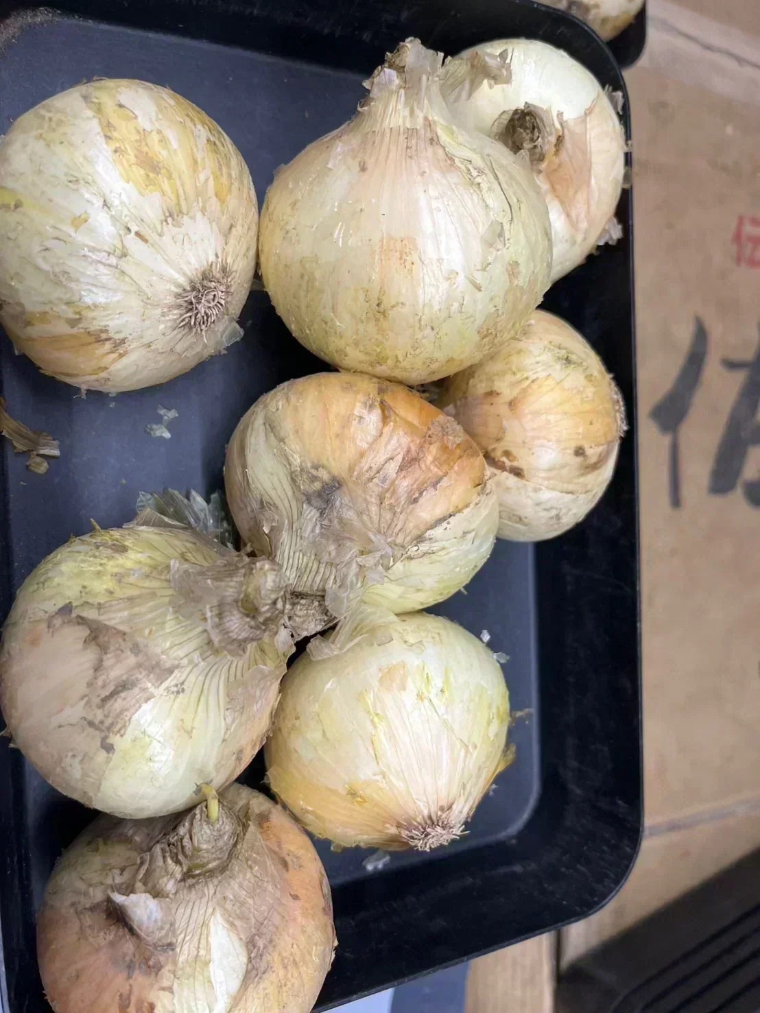 たまねぎ 約900g〜1kg「補償分600g、本商品300g」 60サイズ※全国配送可能【カウシェファーム収穫対象商品】新玉ねぎ