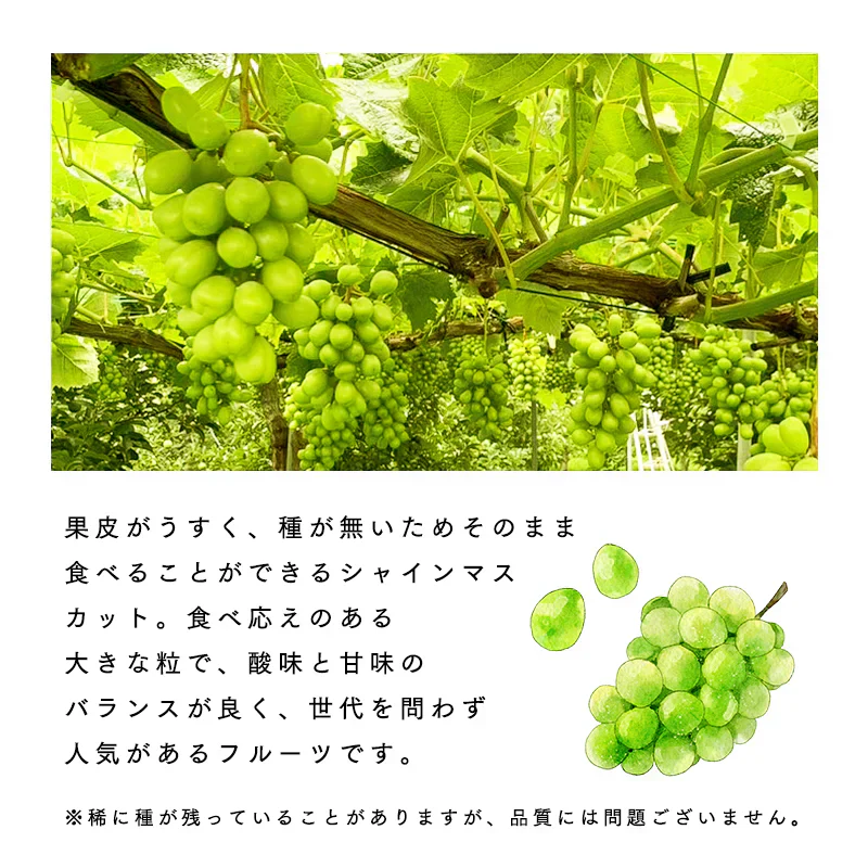 【 10月下旬頃発送予定】青森県産 家庭用 訳あり シャインマスカット 約600g バラ詰め