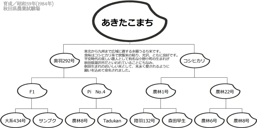 【令和6年産】無洗米 あきたこまち 無洗米 10kg 秋田小町 5kg×2 2024年産 人気銘柄