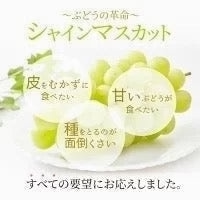 【9月上旬順次発送】送料無料 岡山産 シャインマスカット 晴王 優品2房 800-900g