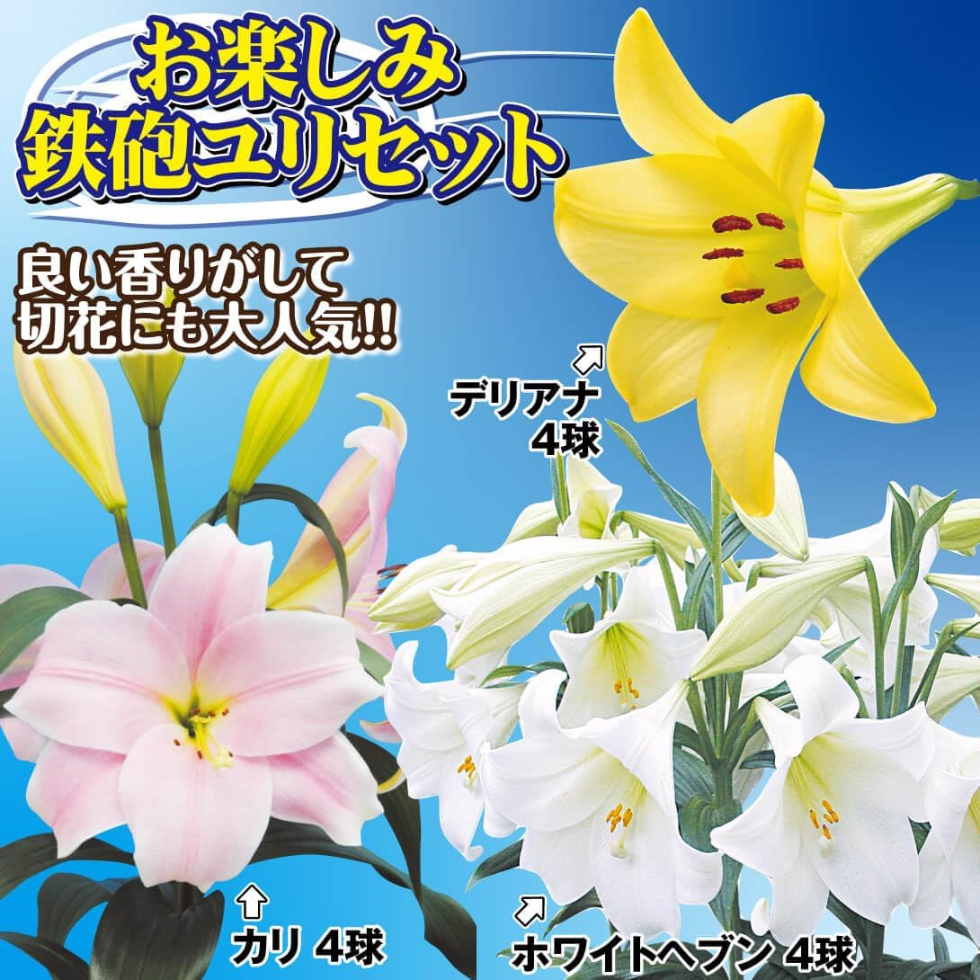 ユリ 球根 お楽しみ鉄砲ユリセット 3種12球(各4球)[発送は翌年1月～となります。]