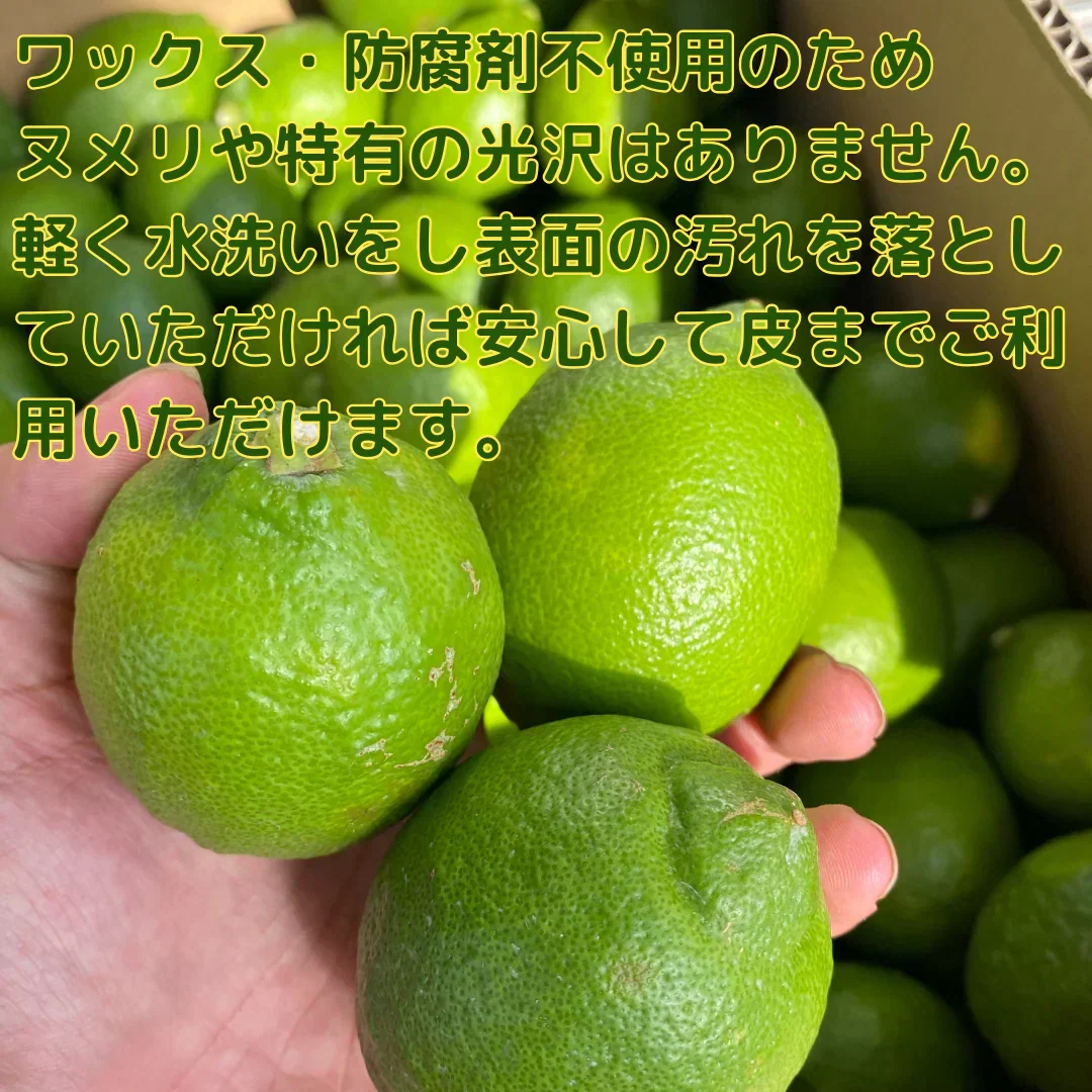 予約販売　ワックス・防腐剤など不使用！国産レモン　愛媛県産　1kg 10球前後　レモン・グリーンレモン