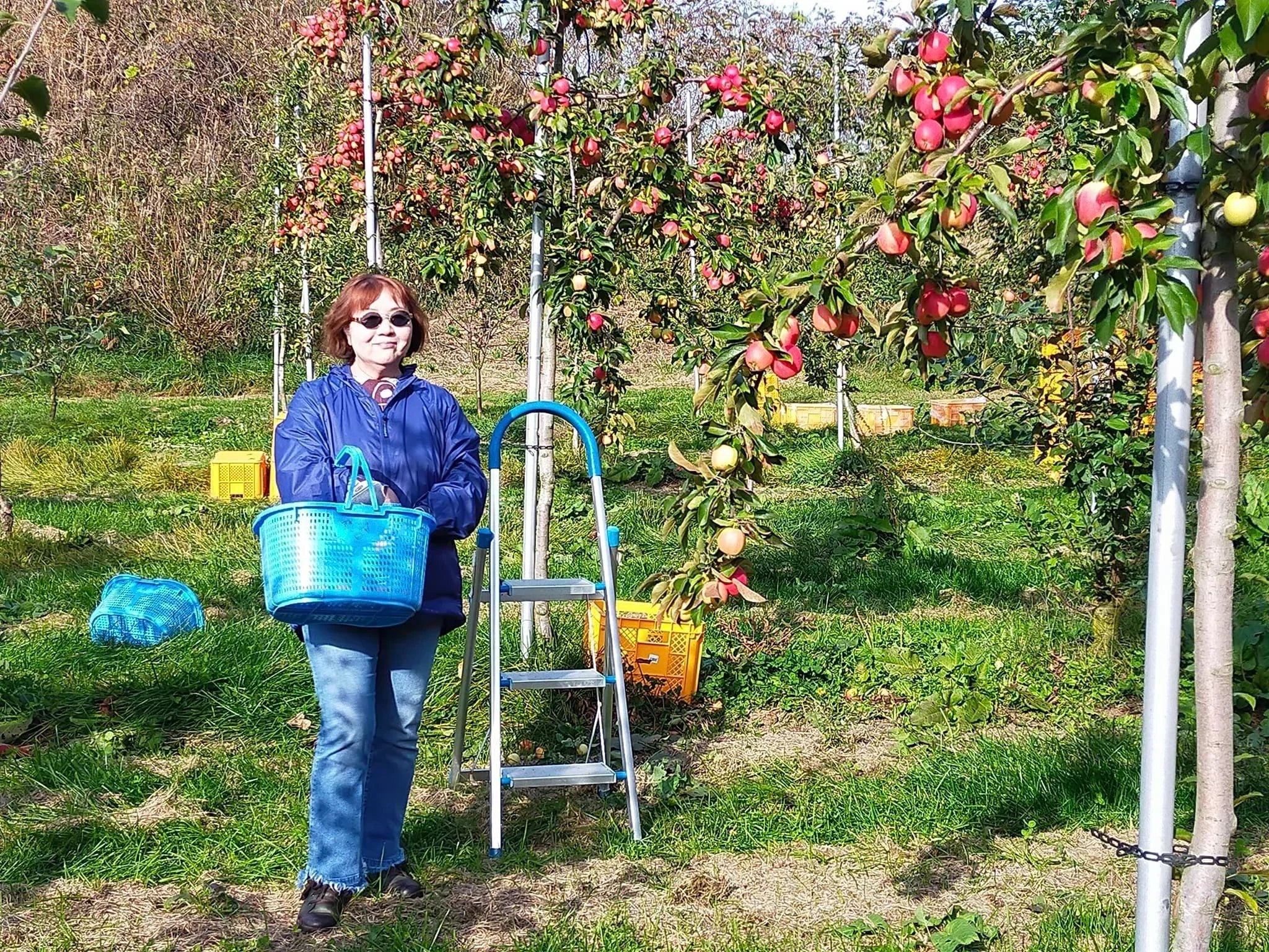 青森りんご ミニふじあおもり乙女 小さくかわいいリンゴ食べきりサイズ