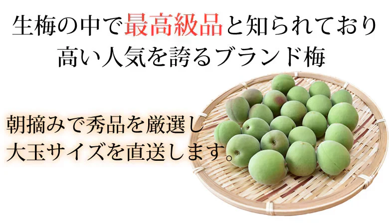 【6月上旬～中旬頃より順次出荷】南高梅 梅 送料無料 秀品 1.5kg クール便でお届け 熊本県産 最高級品種 ウメ 梅酒 フルーツ
