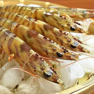 熊本県天草産　特大養殖車エビ　500g以上（12～14尾）冷凍
