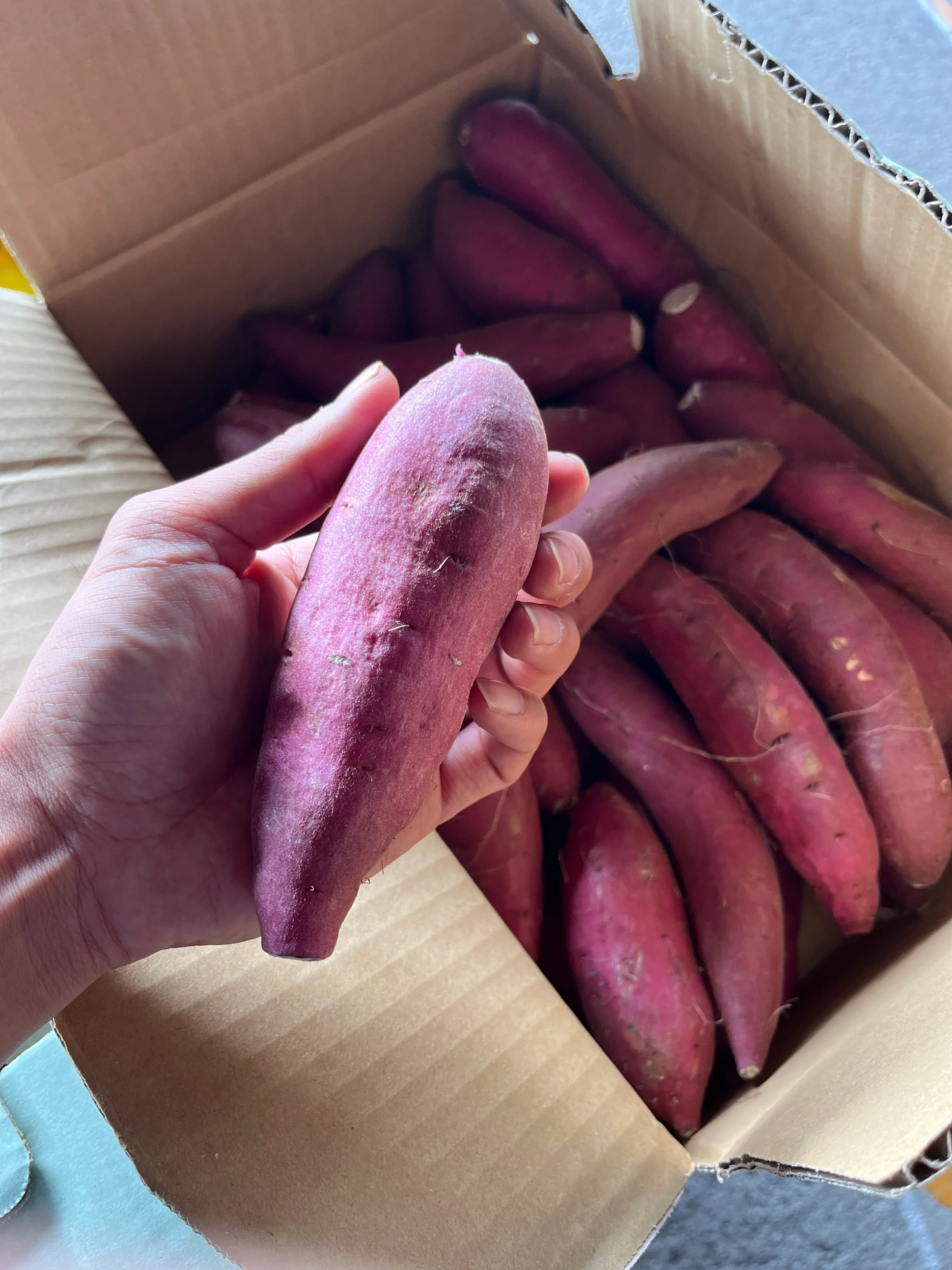 秋の贅沢な甘味★シルクスイート　訳なし品　食べやすいサイズ　2Kg