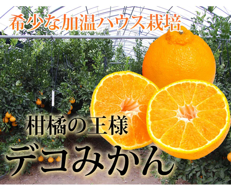 デコポン 同品種 特選デコみかん 送料無料 秀品2kg 希少な加温ハウス栽培 みかん 不知火 お取り寄せ ギフト フルーツ