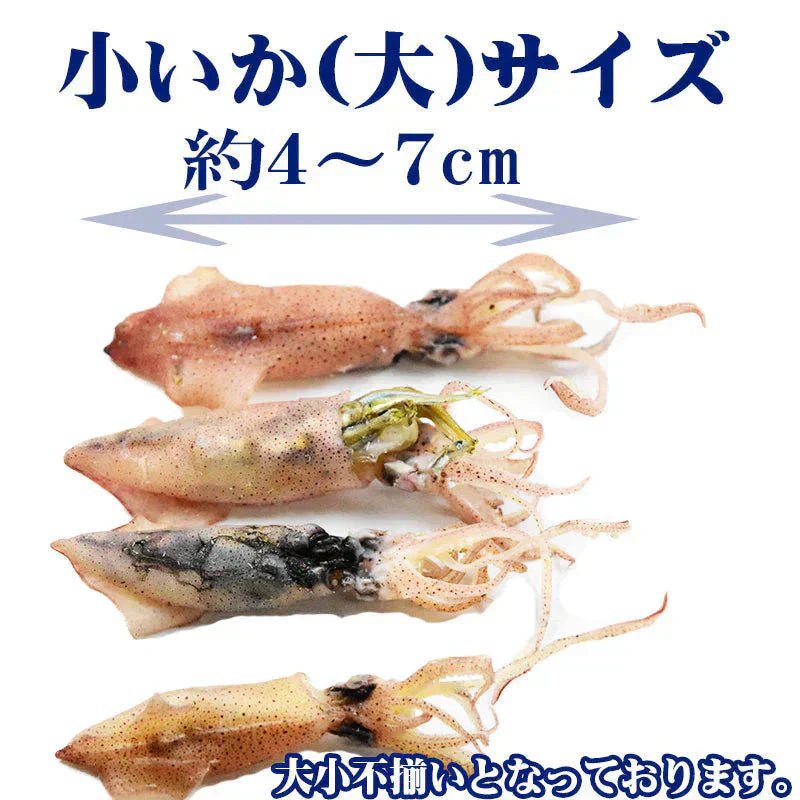 いか おつまみ 小いか 国産 訳あり 無添加 広島県産 珍味（煮干）大サイズ 150g 瀬戸内海　燧（ひうち）灘産 メール便限定 送料無料 海鮮