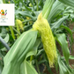 【2022年度 国内No.1獲得！】 クール便 市場直送！ 野菜セット 詰め合わせ 80サイズ箱 【 福袋 】玉ねぎ にんじん じゃがいも みかん 桃 シャインマスカット ギフト 食品 贈答 料理 フルーツ 果物