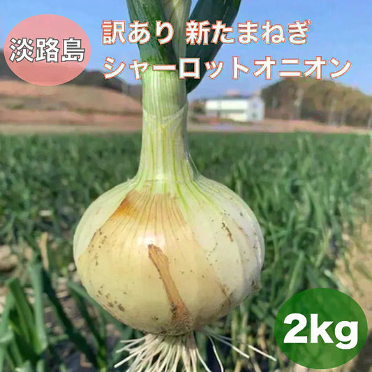 訳あり新玉ねぎ2kg🧅シャーロットオニオン今が旬 淡路島極熟玉葱 送料無料 たまねぎ タマネギ
