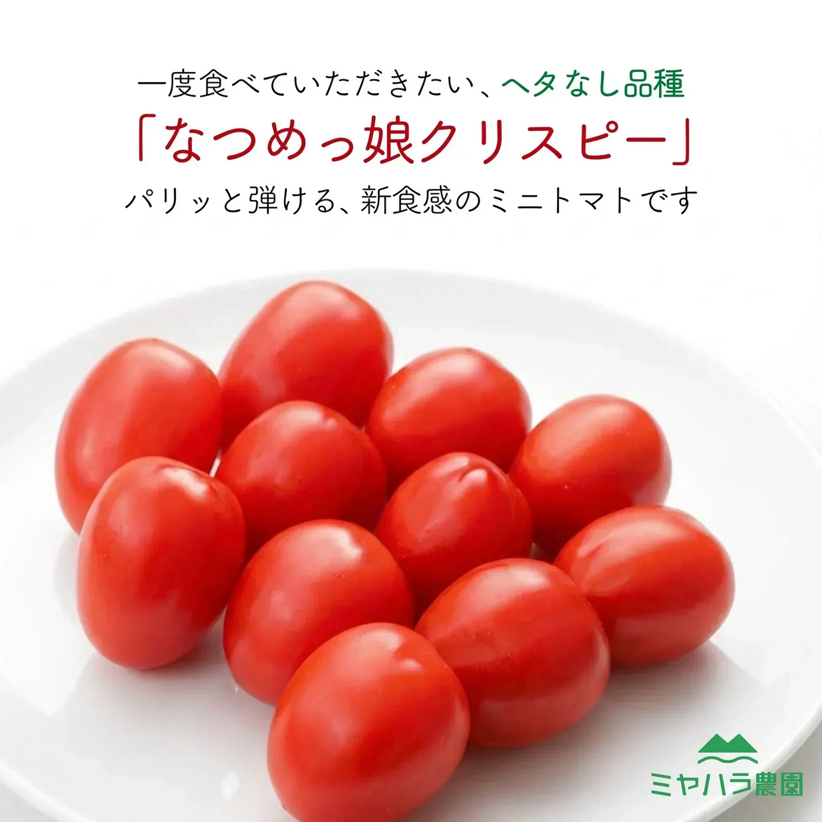《新感覚トマト》【12月〜1月末日までに発送】【予約】約400g ＼サクサク食感で新感覚！／なつめっ娘クリスピートマト(230~250g+保証分150g)日本一の産地から農家直送 熊本県産 ミニトマト 野菜 青果 フルーツ【カウシェファーム収穫対象商品】