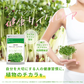 ブロッコリースプラウト《約1ヶ月分》 サプリ サプリメント 健康 女性 ダイエット スルフォラファン スーパーフード ブロッコリー スプラウト すっきり 栄養補給