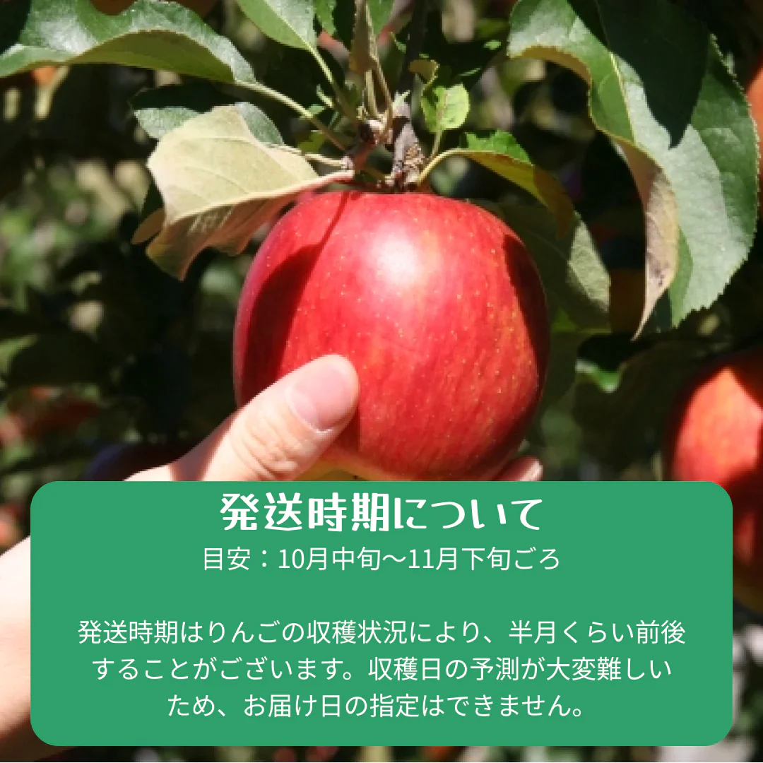 【2023年産予約開始！数量限定！】シナノスイート 訳あり 約2.5kg(6-14玉) やさしい甘さでジューシー！10月中旬頃発送開始予定 #YAS0B025