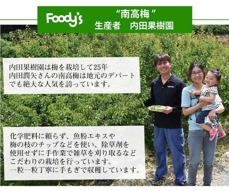 【6月上旬～中旬頃より順次出荷】南高梅 梅 送料無料 秀品 1.5kg クール便でお届け 熊本県産 最高級品種 ウメ 梅酒 フルーツ