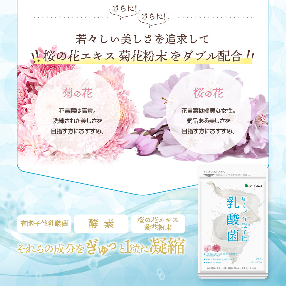 乳酸菌《約1ヶ月分》有胞子性乳酸菌ソフトカプセル/ 乳酸菌 高配合 サプリ 桜の花エキス