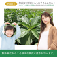スッキリ恵みの青汁粒 100粒入り　3袋セット